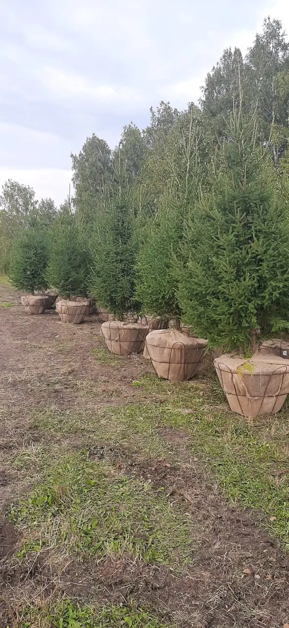Крупномерные деревья в питомнике Полесье